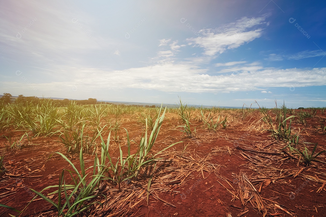 Linda plantação de cana-de-açúcar verde no céu azul nublado. Paisagem de campo cultivada em terras agrícolas no Brasil.