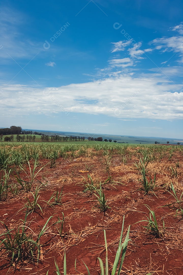 Linda plantação de cana-de-açúcar verde no céu azul nublado. Paisagem de campo cultivada em terras agrícolas no Brasil.