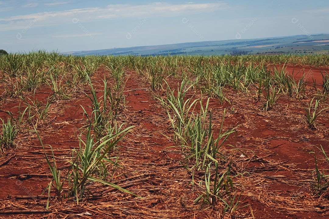 Linda plantação de cana-de-açúcar verde no céu azul nublado. Paisagem de campo cultivada em terras agrícolas no Brasil.