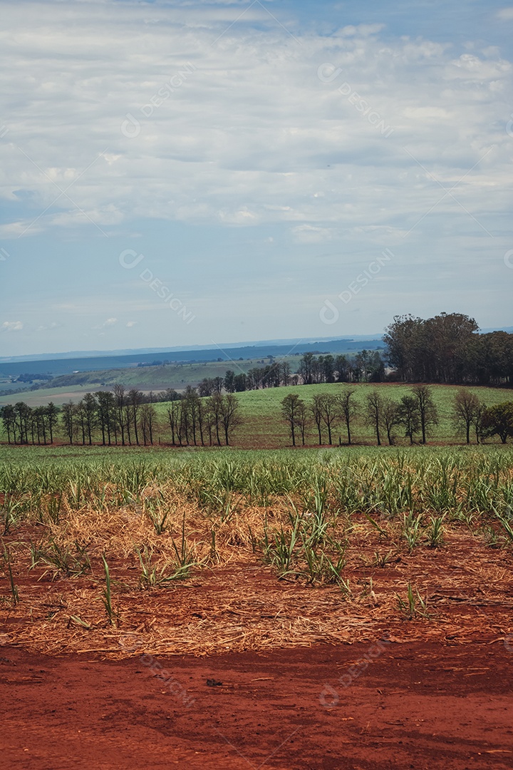 Linda plantação de cana-de-açúcar verde no céu azul nublado. Paisagem de campo cultivada em terras agrícolas no Brasil.