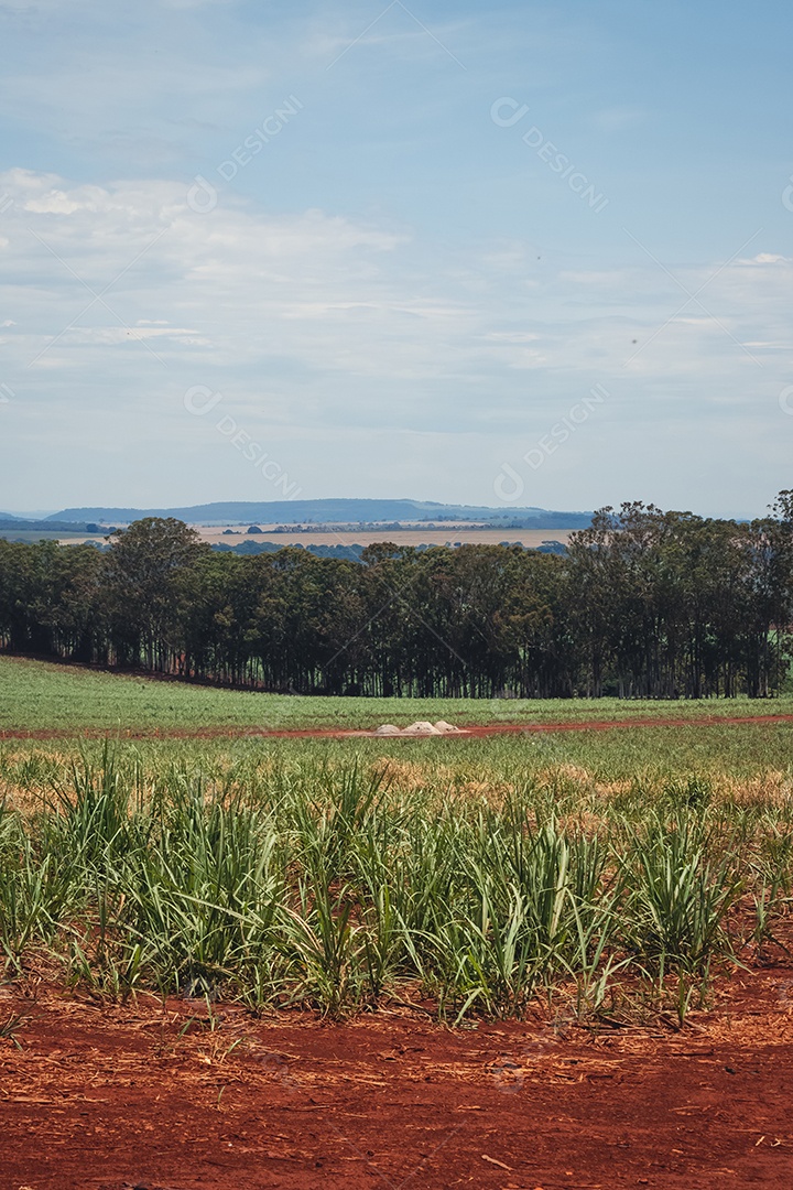 Linda plantação de cana-de-açúcar verde no céu azul nublado. Paisagem de campo cultivada em terras agrícolas no Brasil.