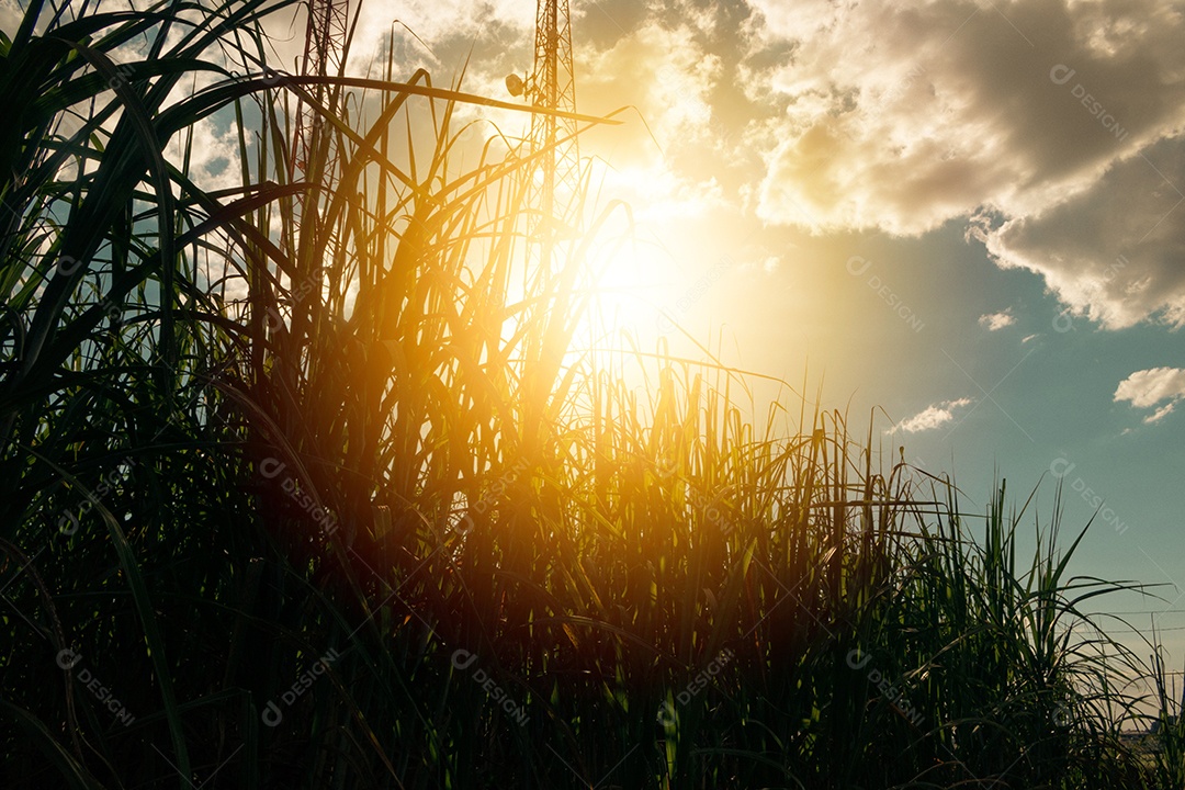 Fazenda plantação de cana-de-açúcar com céu cinematográfico cheio de nuvens e pôr do sol