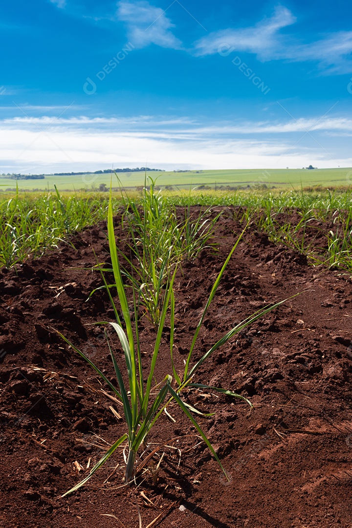 Fazenda plantação de cana-de-açúcar com céu cinematográfico cheio de nuvens e pôr do sol