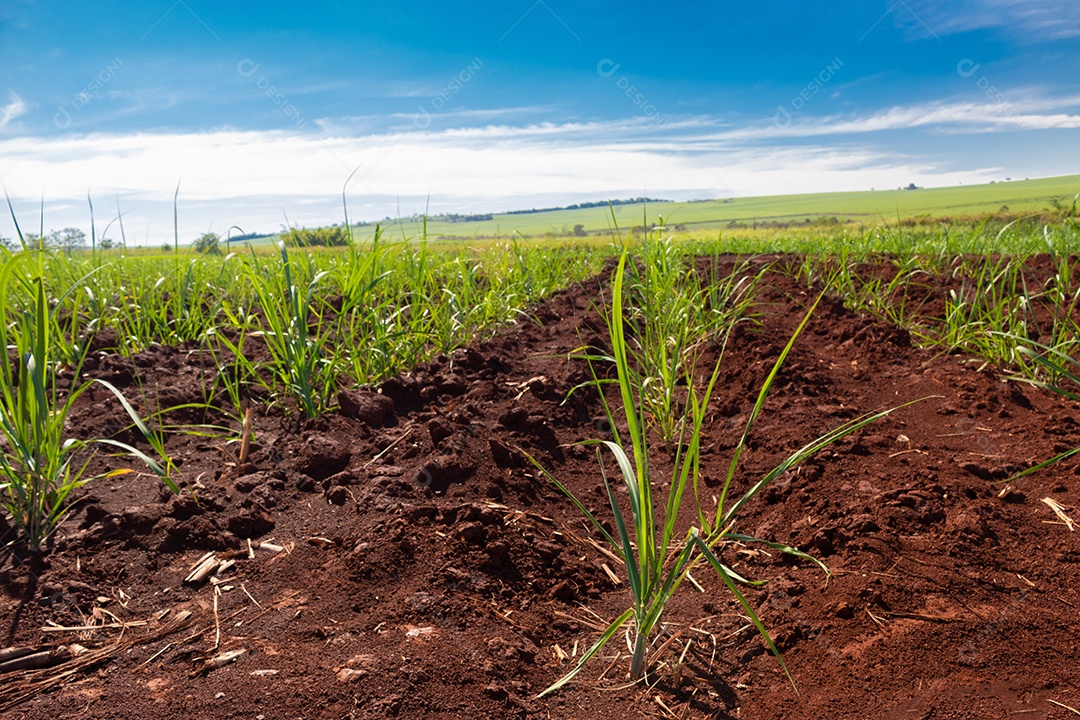 Fazenda plantação de cana-de-açúcar