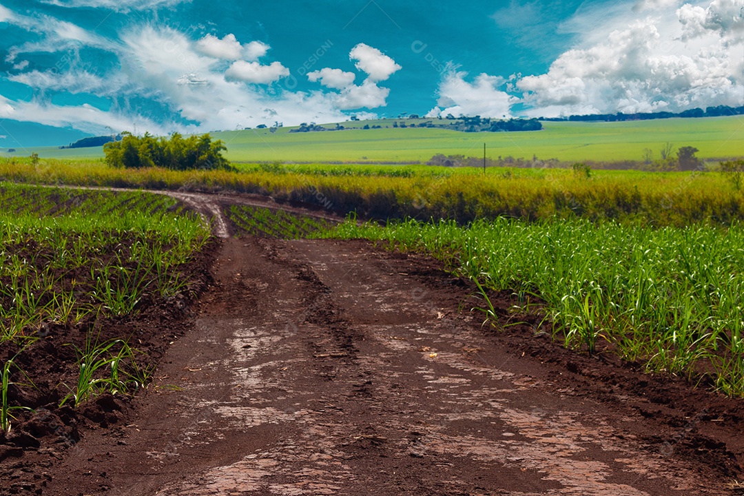 Fazenda plantação de cana-de-açúcar