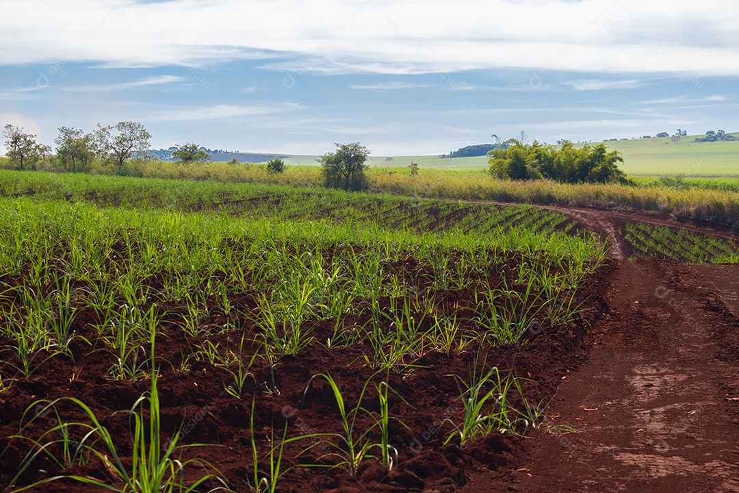 Fazenda plantação de cana-de-açúcar