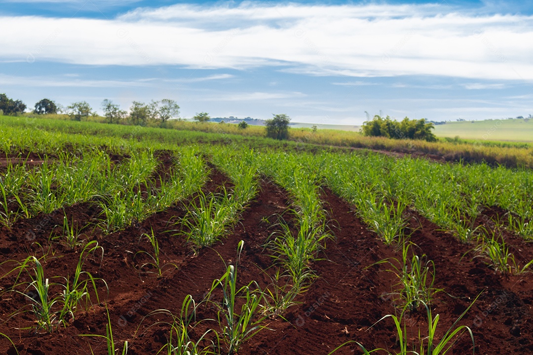 Fazenda plantação de cana-de-açúcar