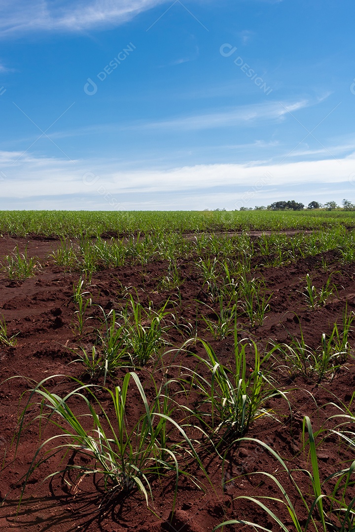 Fazenda plantação de cana-de-açúcar