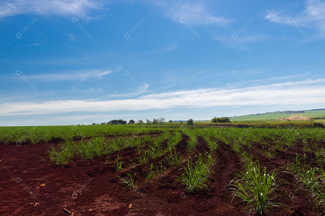 Fazenda plantação de cana-de-açúcar