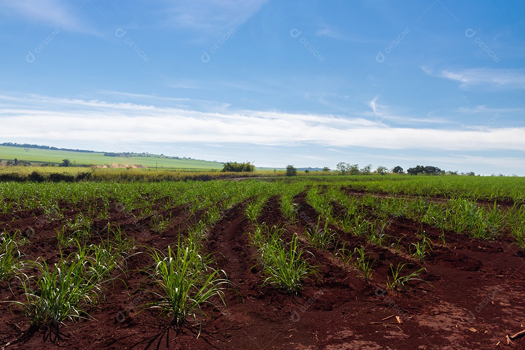 Fazenda plantação de cana-de-açúcar