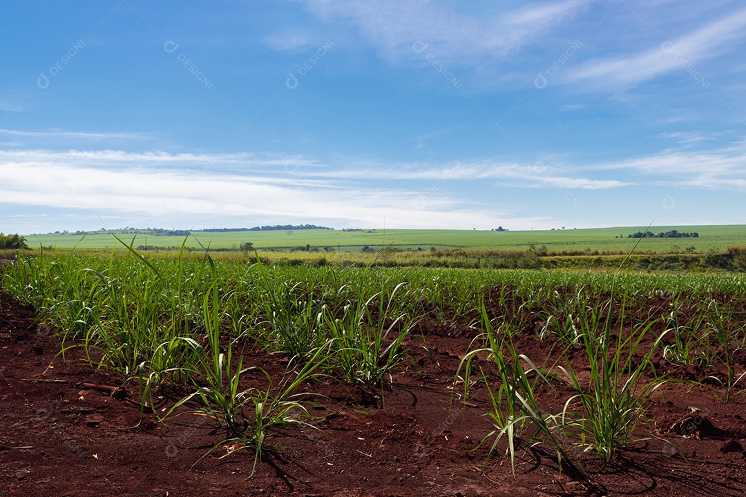 Fazenda plantação de cana-de-açúcar