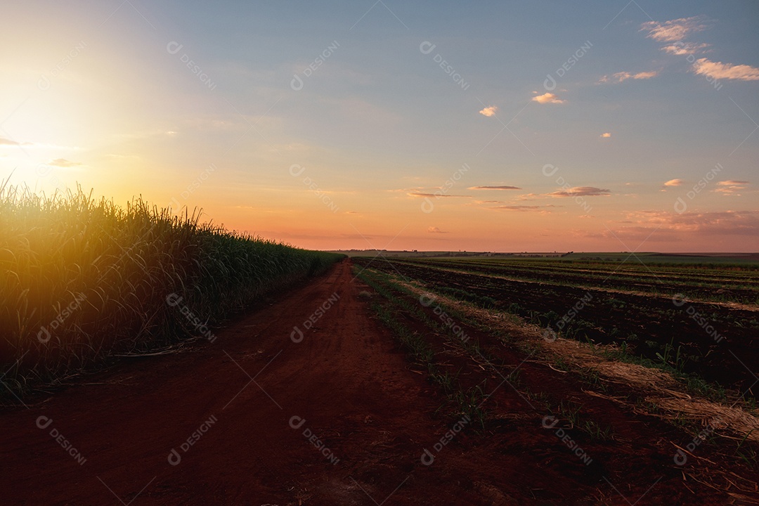 Fazenda plantação de cana-de-açúcar