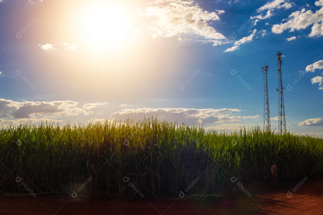 Fazenda plantação de cana-de-açúcar