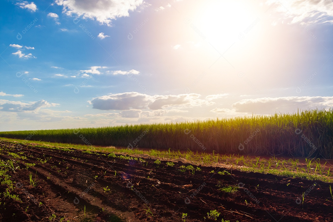 Fazenda plantação de cana-de-açúcar
