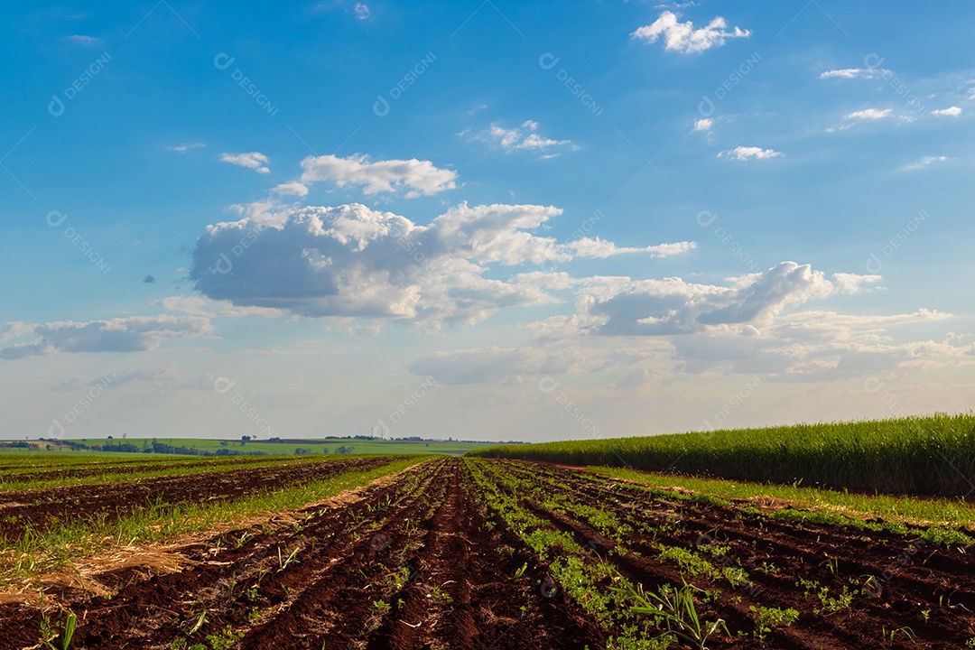 Fazenda plantação de cana-de-açúcar