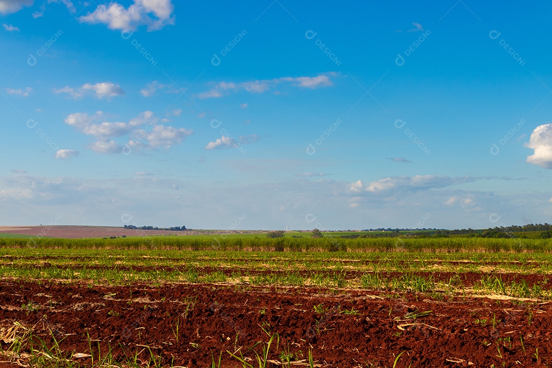 Fazenda plantação de cana-de-açúcar