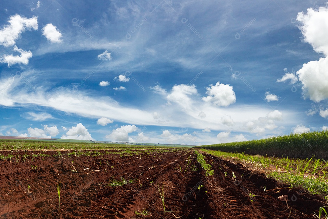 Fazenda plantação de cana-de-açúcar