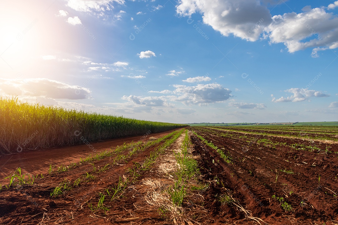 Fazenda plantação de cana-de-açúcar