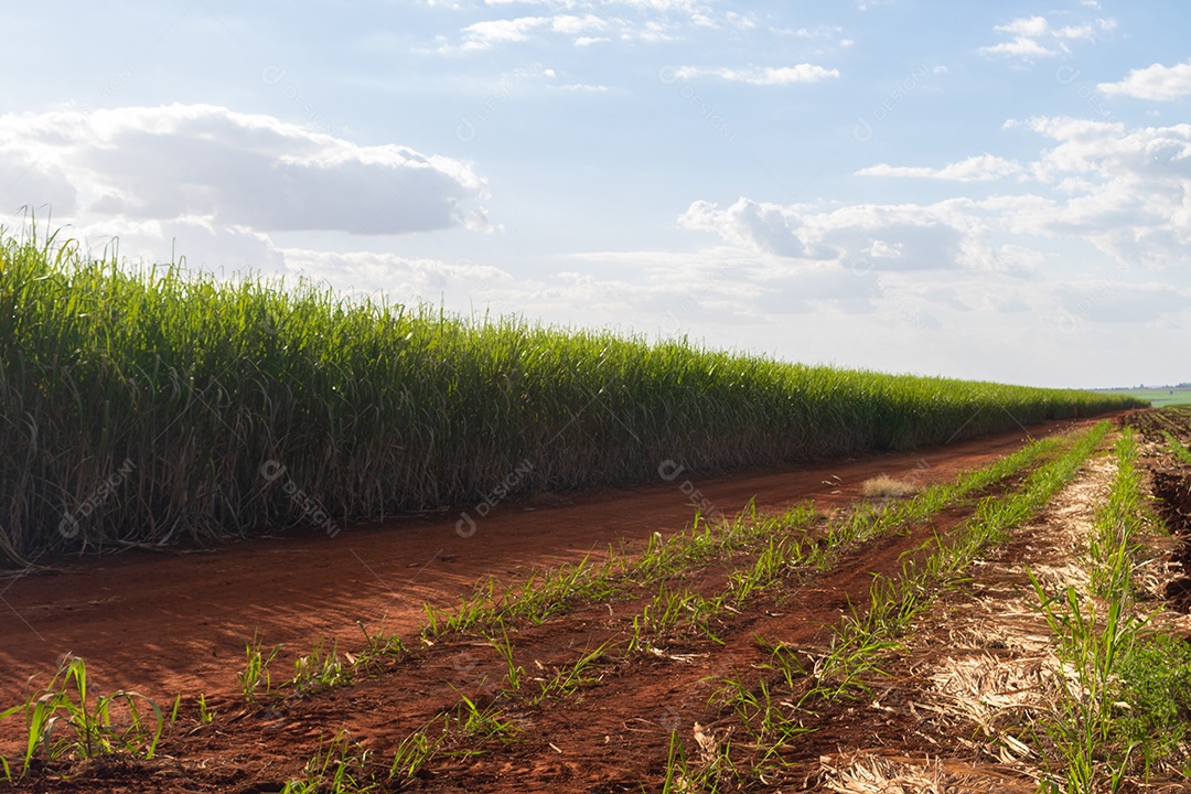 Fazenda plantação de cana-de-açúcar