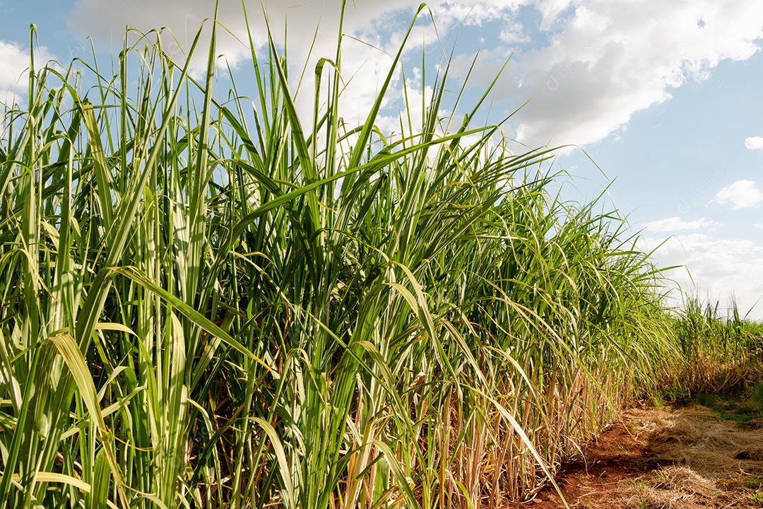 Fazenda plantação de cana-de-açúcar