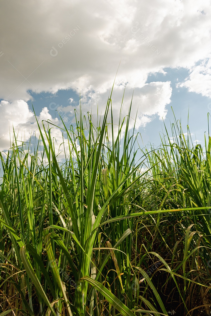 Fazenda plantação de cana-de-açúcar