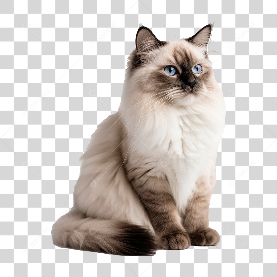 Gato de Estimação PNG Transparente