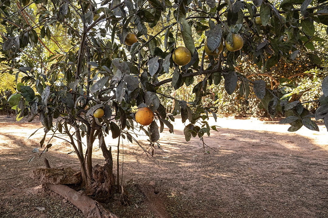 Árvore frutífera Cravo do gênero Citrus