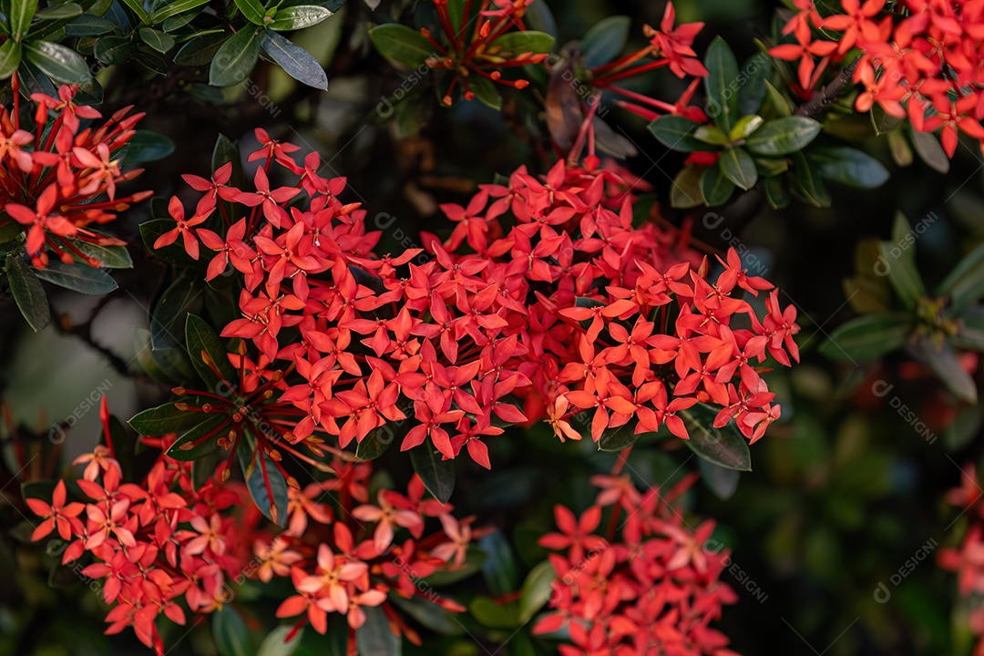 Flor da planta chama da selva vermelha do gênero Ixora