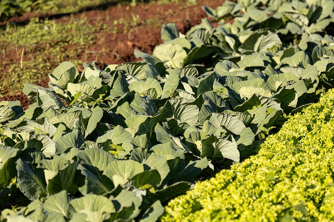 Planta vegetal de repolho da espécie Brassica oleracea em uma horta