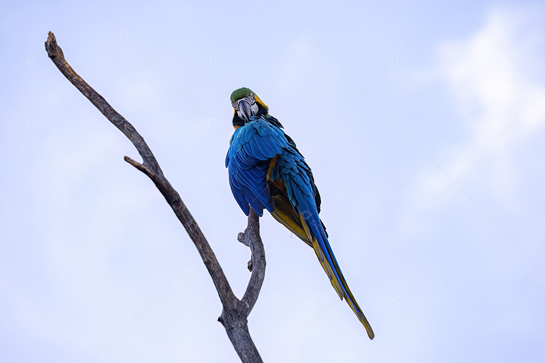 Arara-azul-e-amarela adulta da espécie Ara ararauna