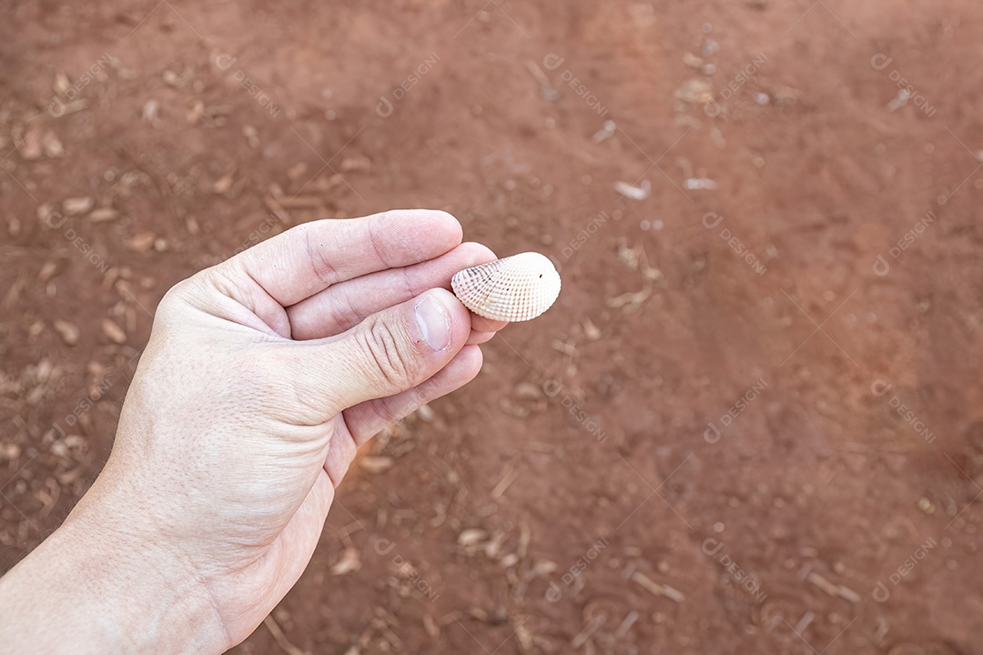 Mão branca com uma pequena concha do mar