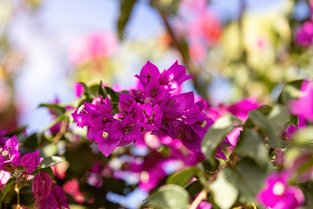 Flores de plantas ornamentais do gênero Bougainvillea