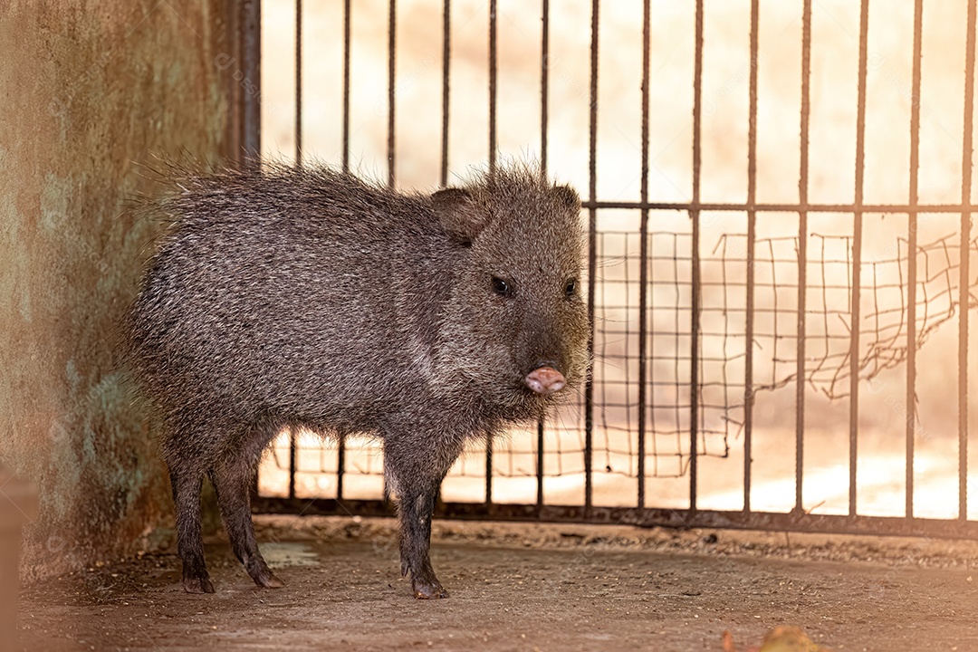 Animal Caititu da espécie Pecari tajacu