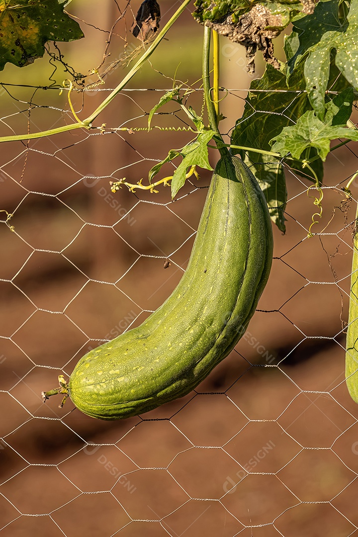 Cabaça Esponja Planta Fruto da espécie Luffa aegyptiaca