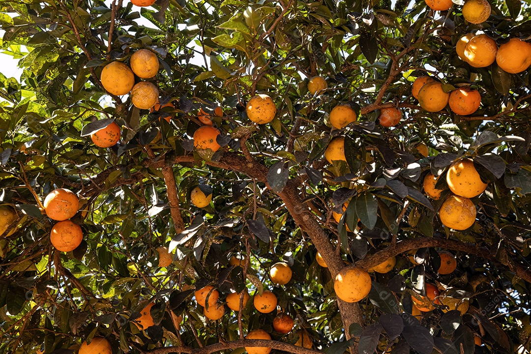 Árvore frutífera Cravo do gênero Citrus