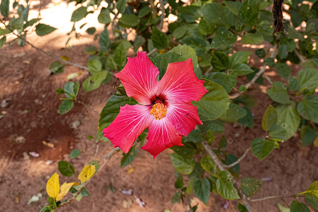 Flor de hibisco vermelho do gênero Hibiscus