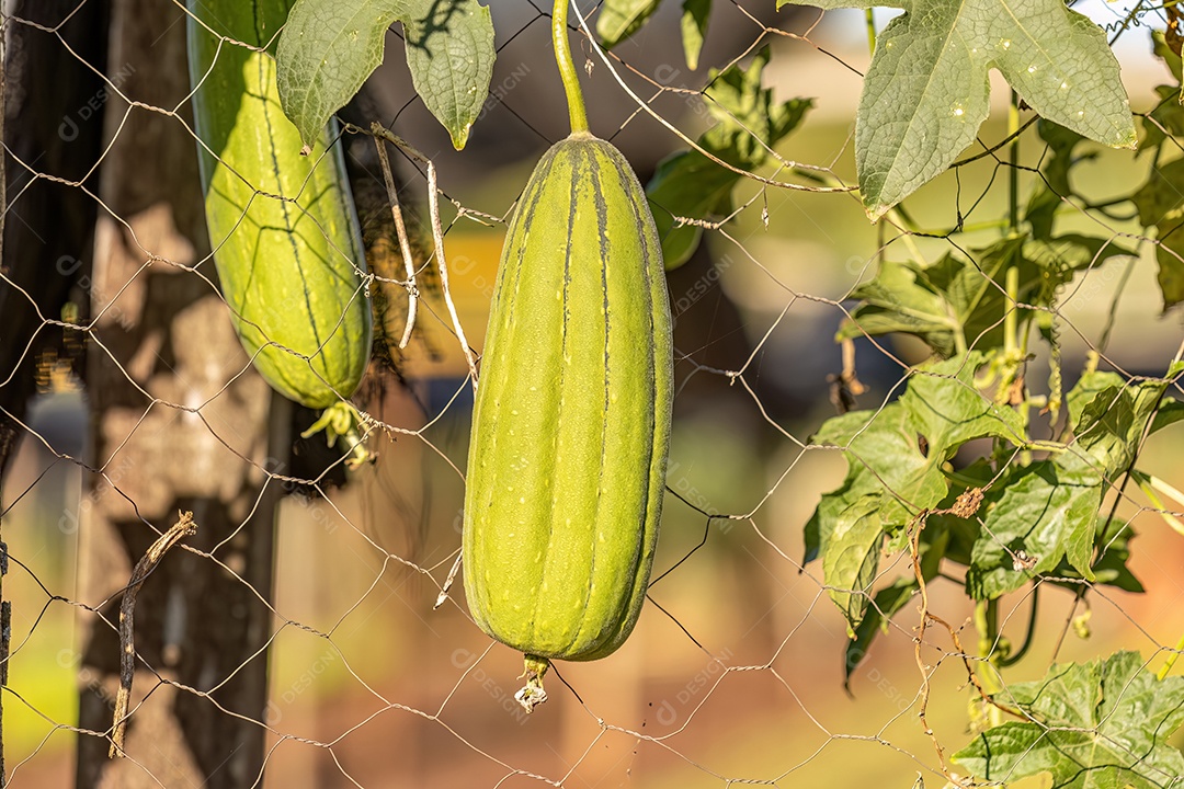 Cabaça Esponja Planta Fruto da espécie Luffa aegyptiaca