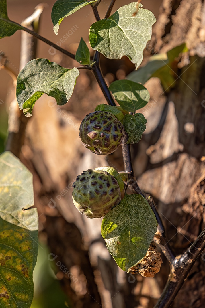 Planta frutífera Metel Devil Trumpet