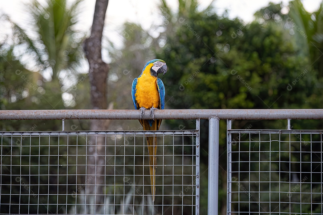 Arara-azul-e-amarela adulta da espécie Ara ararauna