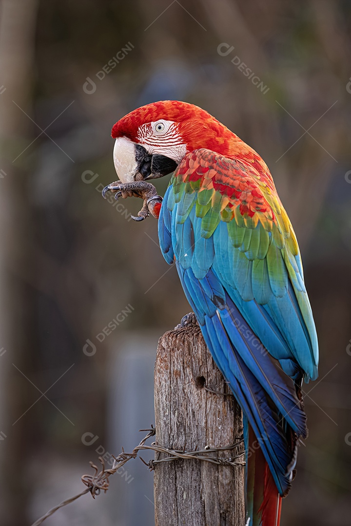 Arara vermelha e verde adulta da espécie Ara chloropterus