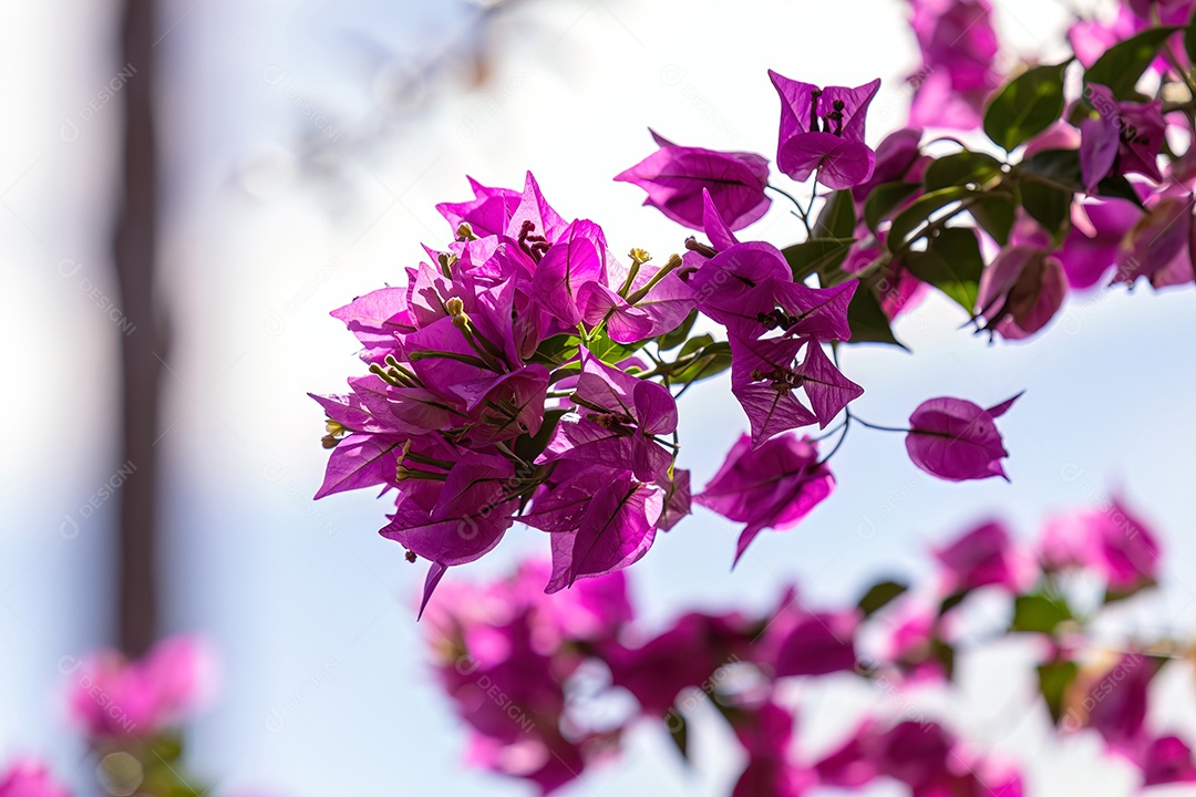 Flores de plantas ornamentais do gênero Bougainvillea