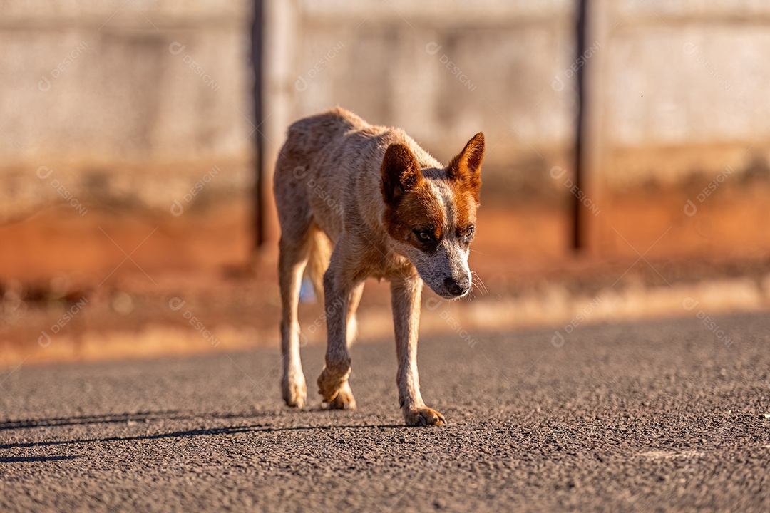 Cachorro mamífero animal na rua