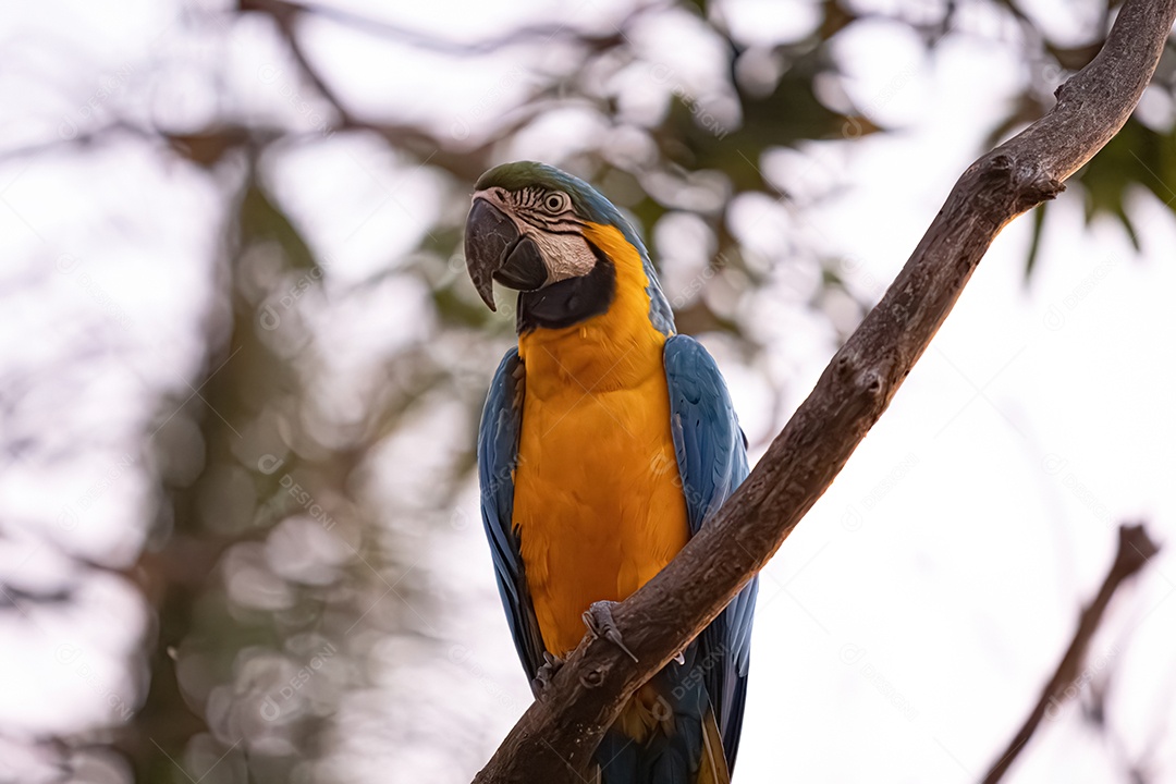 Arara-azul-e-amarela adulta da espécie Ara ararauna