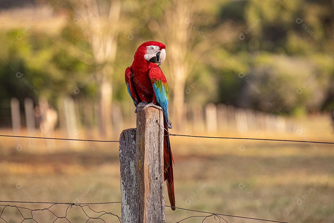Arara vermelha e verde adulta da espécie Ara chloropterus