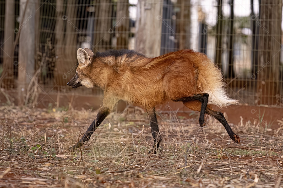 Animal Lobo Guará da espécie Chrysocyon brachyurus