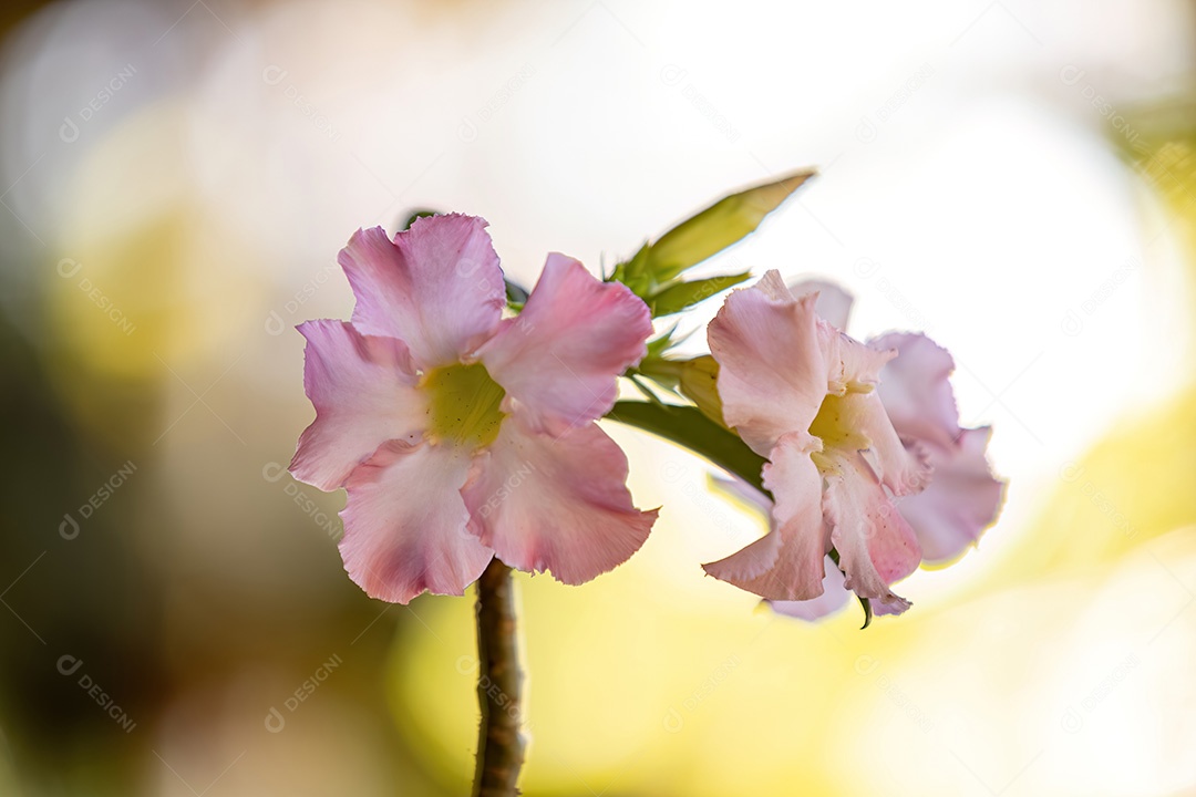 Planta Rosa do Deserto da espécie Adenium obesum