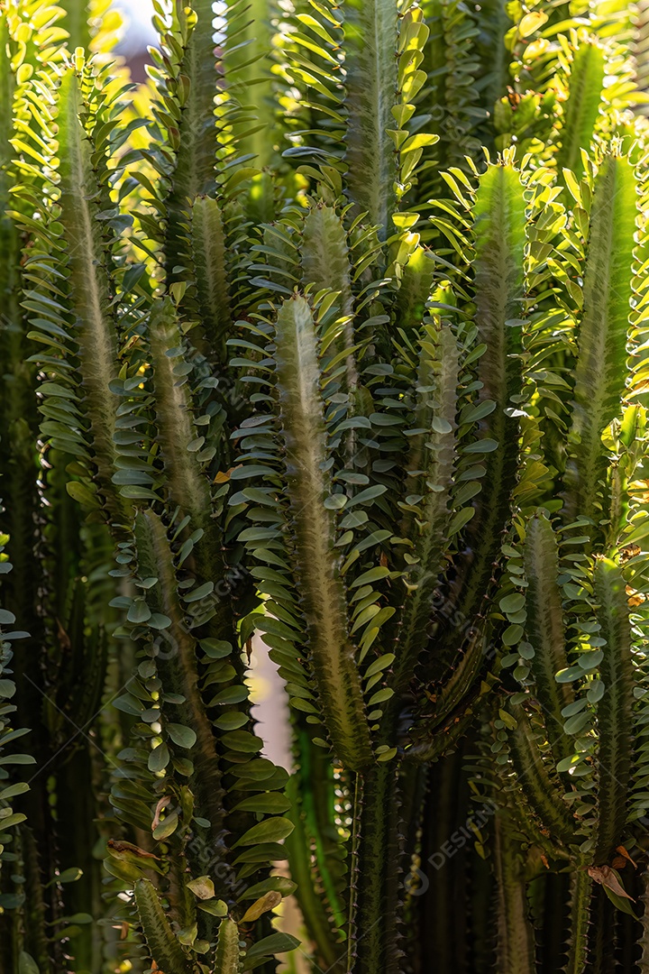 Planta de erva daninha leiteira africana da espécie Euphorbia trigona