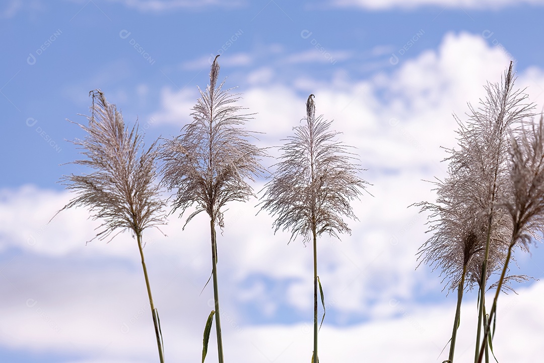 Flores de cana-de-açúcar da espécie Saccharum officinarum