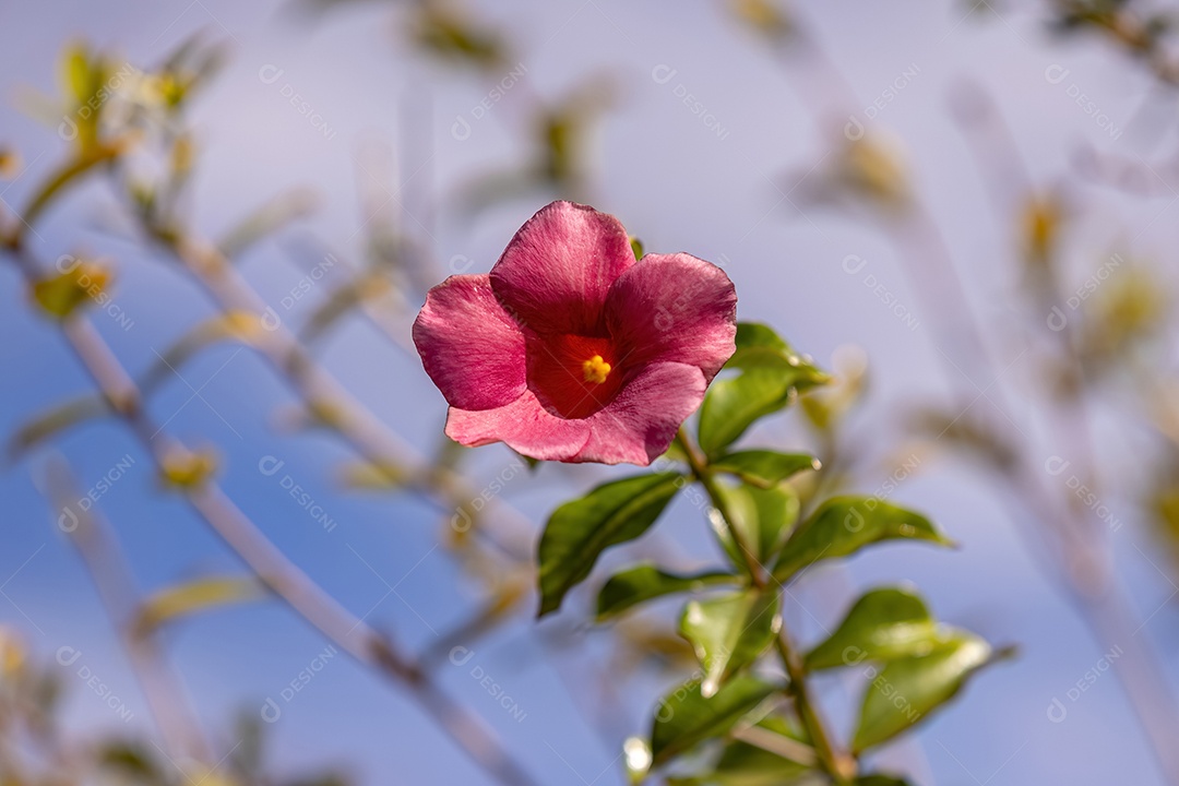 Allamanda Planta com flores do gênero Allamanda