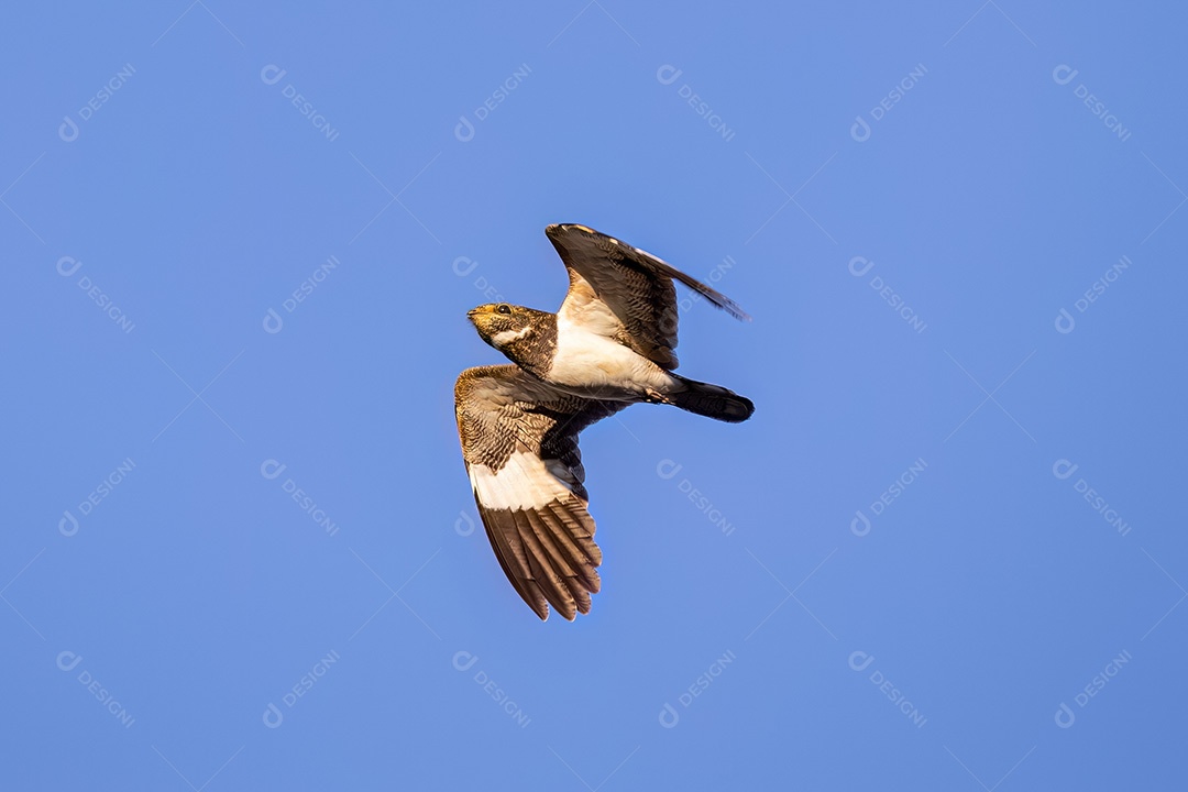 Animal Nacunda Nighthawk da espécie Chordeiles nacunda em mosca